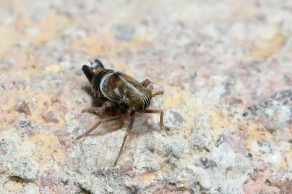 Dicranotropis hamata