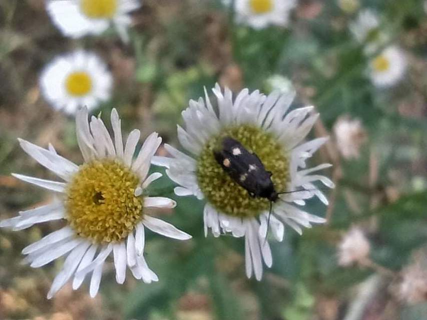 Parascythris muelleri - kétpettyes zöldmoly