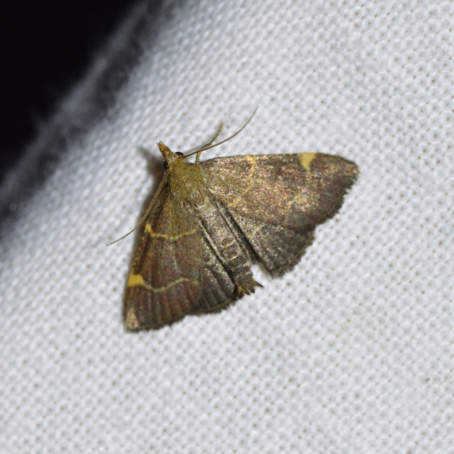 Hypsopygia rubidalis - vörös fényilonca
