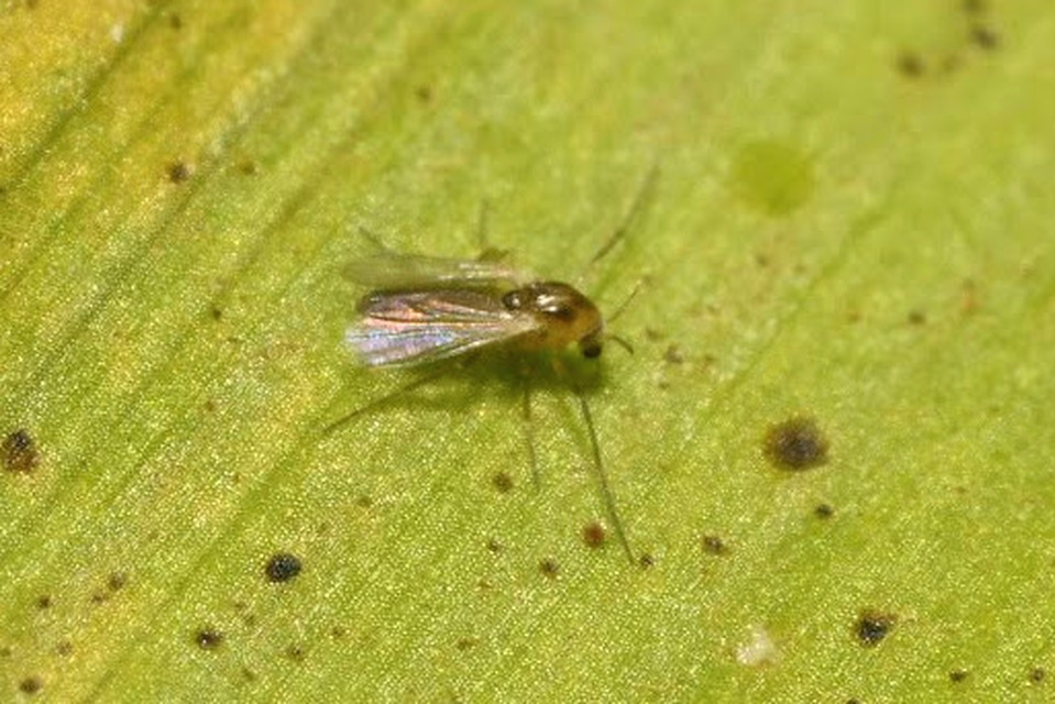 Chironomidae - árvaszúnyogok