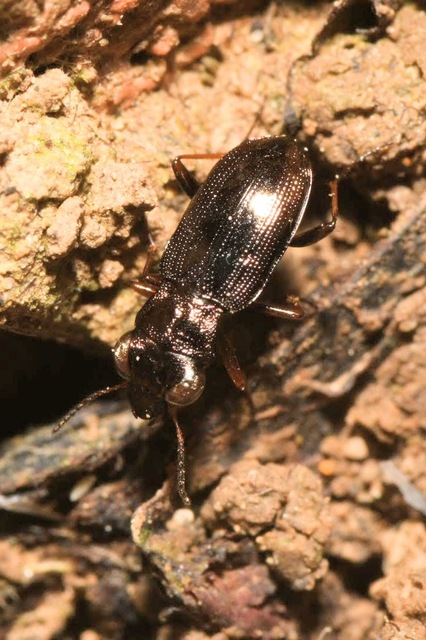 Notiophilus rufipes - vöröslábú szemesfutó