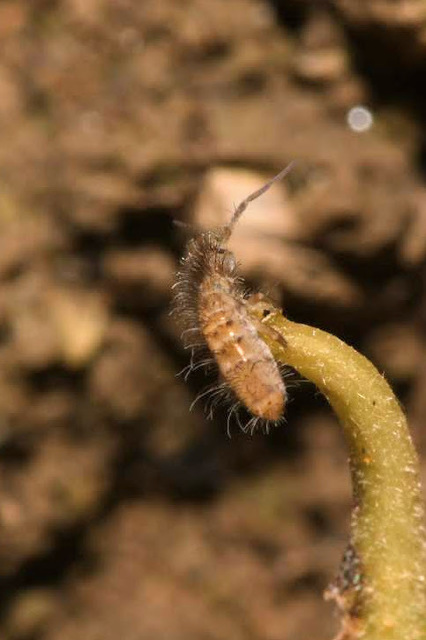 Entomobryidae