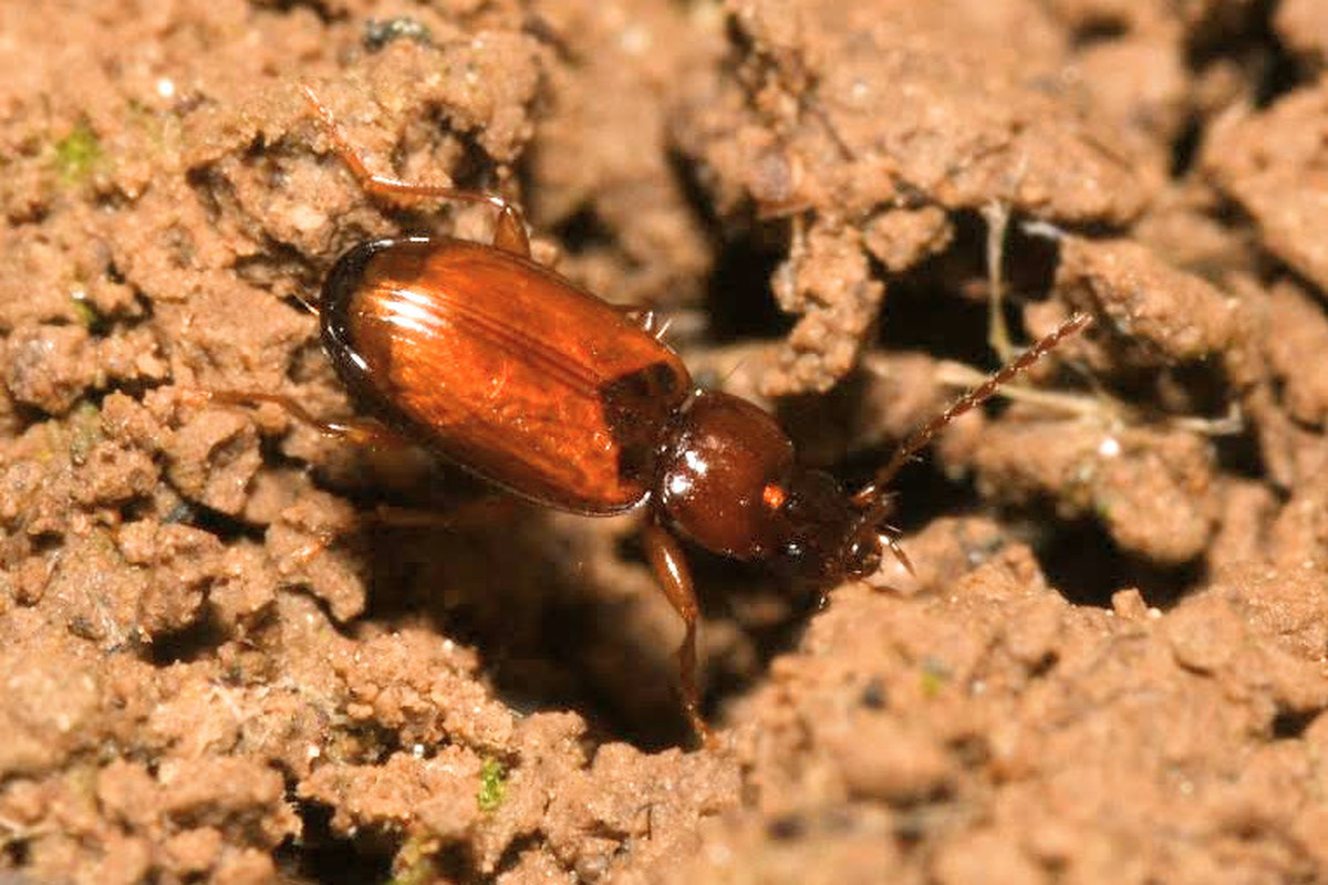 Trechus quadristriatus - közönséges fürgefutonc