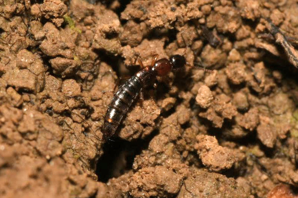 Sunius melanocephalus - feketefarú lombholyva