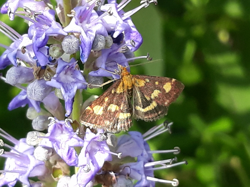 Pyrausta purpuralis - közönséges bíbormoly