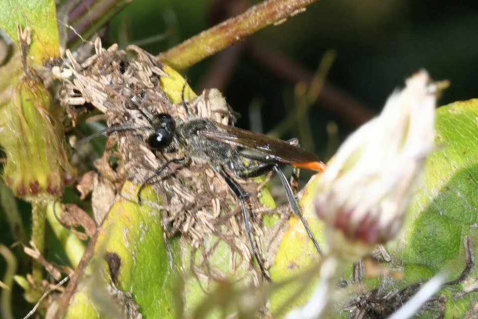 Ammophila