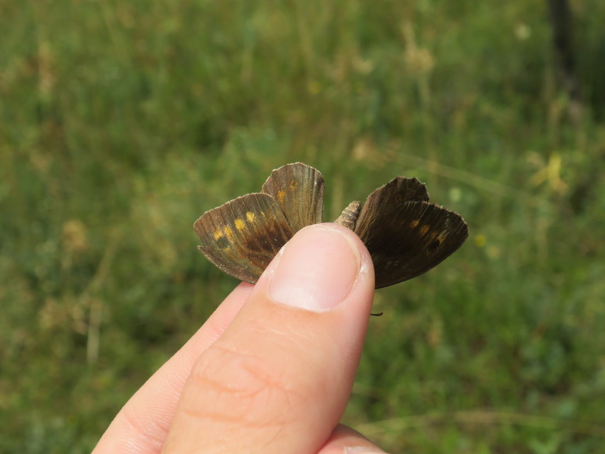 Arethusana arethusa - közönséges szemeslepke
