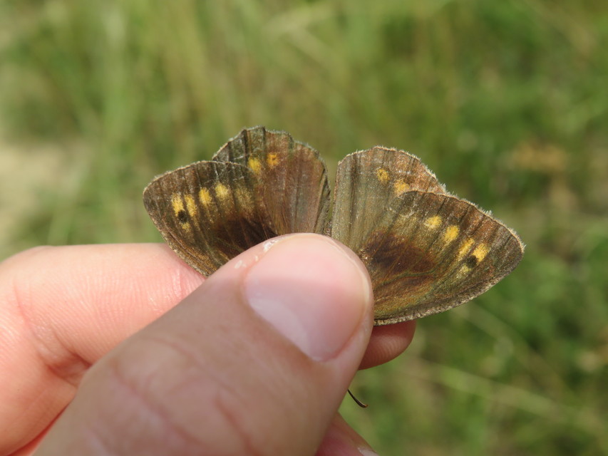 Arethusana arethusa - közönséges szemeslepke