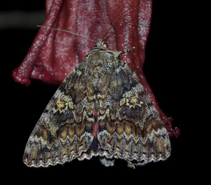 Catocala sponsa - tölgyfa-övesbagoly