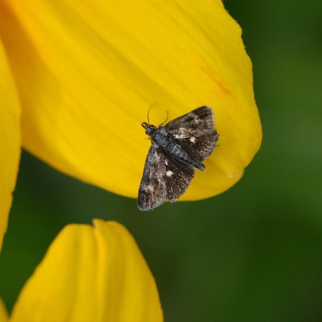Heliothela wulfeniana - fényes kormosmoly