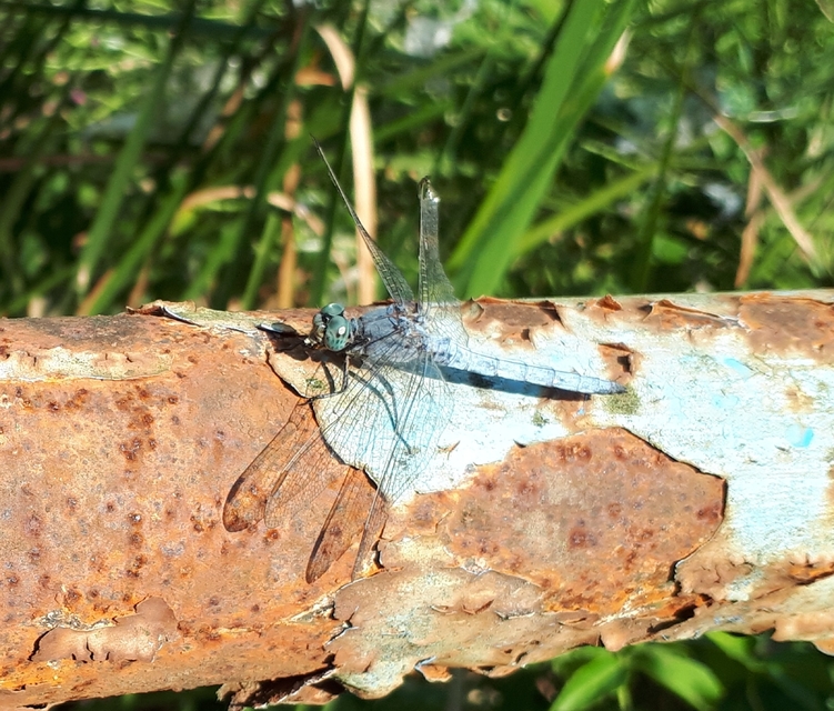 Orthetrum coerulescens - karcsú pásztorszitakötő