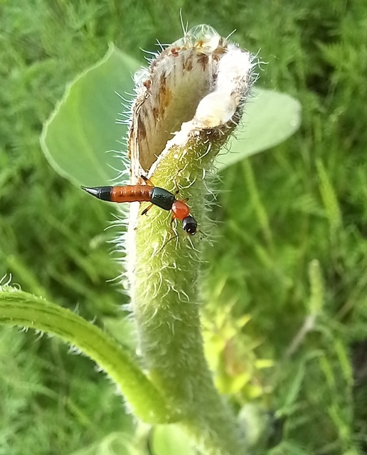 Paederus