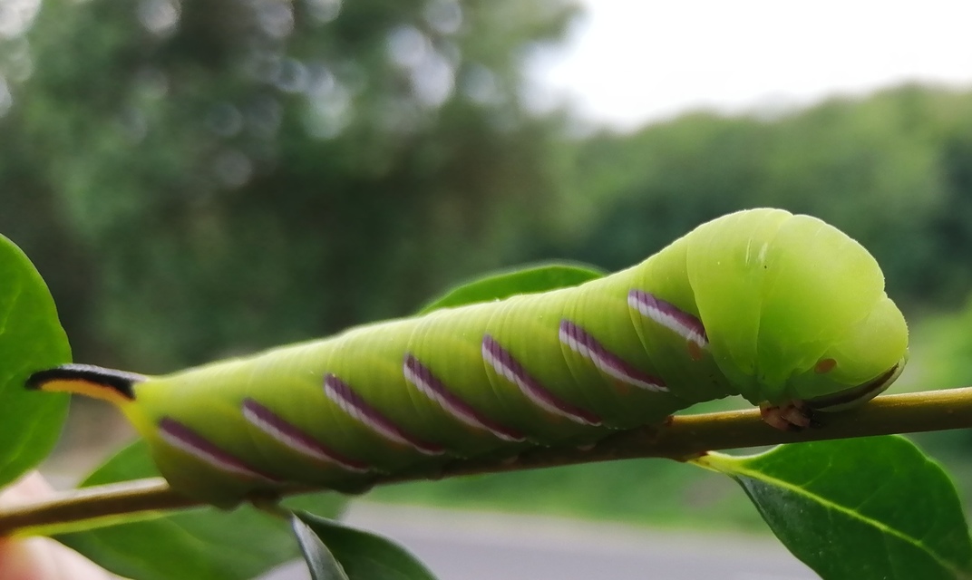 Sphinx ligustri - fagyalszender