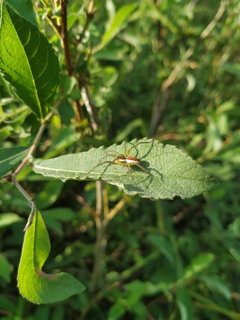 Dolomedes fimbriatus - szegélyes vidrapók