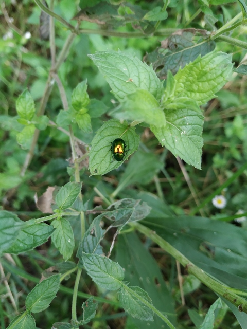 Chrysolina herbacea - zöld mentalevelész