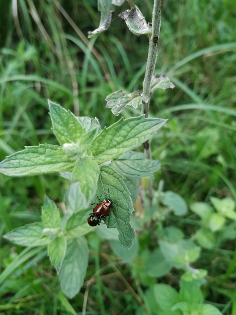 Chrysolina polita - réti mentalevelész