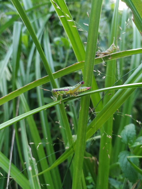 Odontopodisma schmidtii - Schmidt-hegyisáska