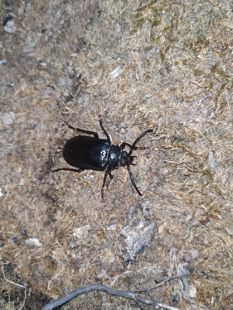 Prionus coriarius - csőszcincér