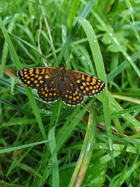Melitaea athalia/aurelia/britomartis