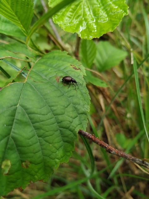 Dodecastichus inflatus - barázdásorrú gyalogormányos
