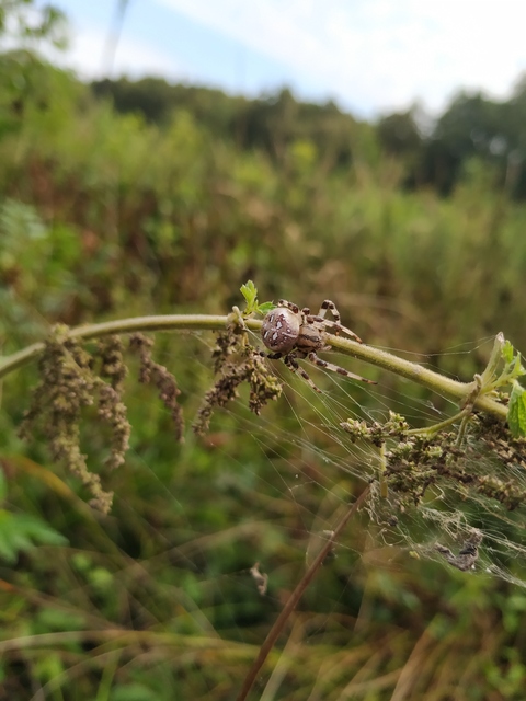 Araneus quadratus - négyes keresztespók