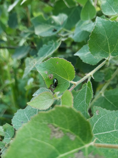 Phratora