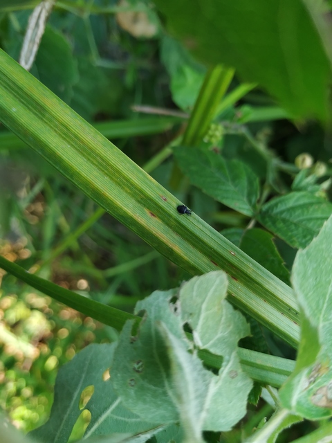 Tachyerges