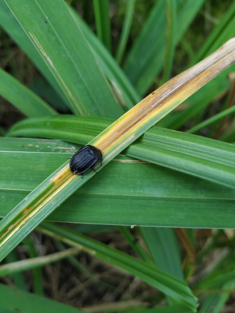 Phosphuga atrata - bordás csigarabló