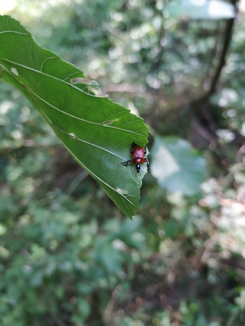 Apoderus coryli - mogyoró-levélsodró