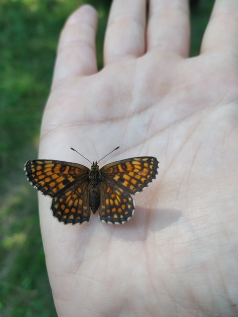 Melitaea athalia/aurelia/britomartis
