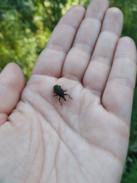 Larinus sturnus - aszat-púderbarkó