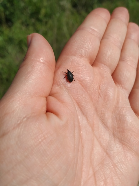 Larinus turbinatus - kúposorrú púderbarkó