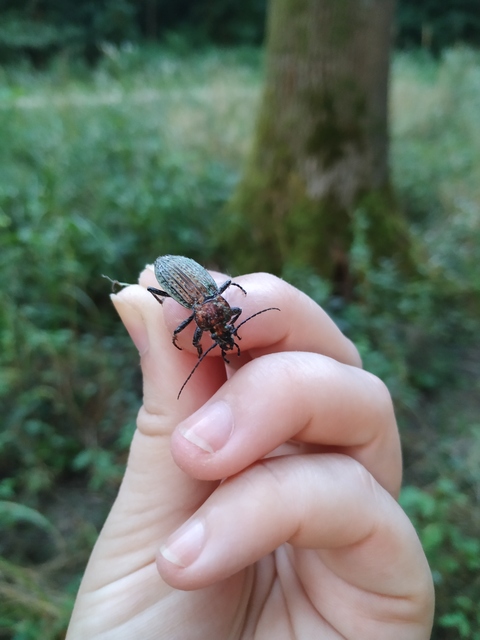 Carabus cancellatus maximus - nagy ragyás futrinka Carabus cancellatus maximus - nagy ragyás futrinka