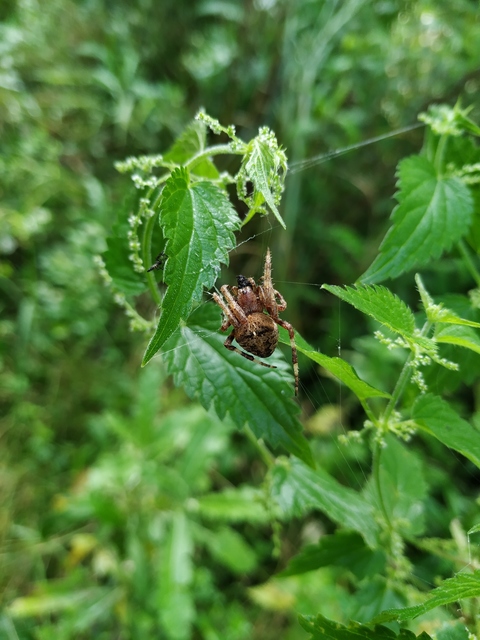Araneus circe/angulatus