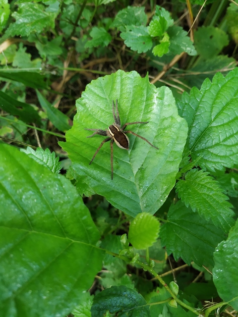 Dolomedes fimbriatus - szegélyes vidrapók