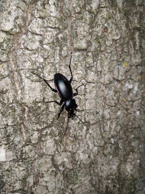 Carabus germarii exasperatus - dunántúli kékfutrinka Carabus germarii exasperatus - dunántúli kékfutrinka