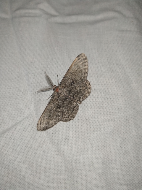 Hypomecis roboraria - nagy tölgyfaaraszoló