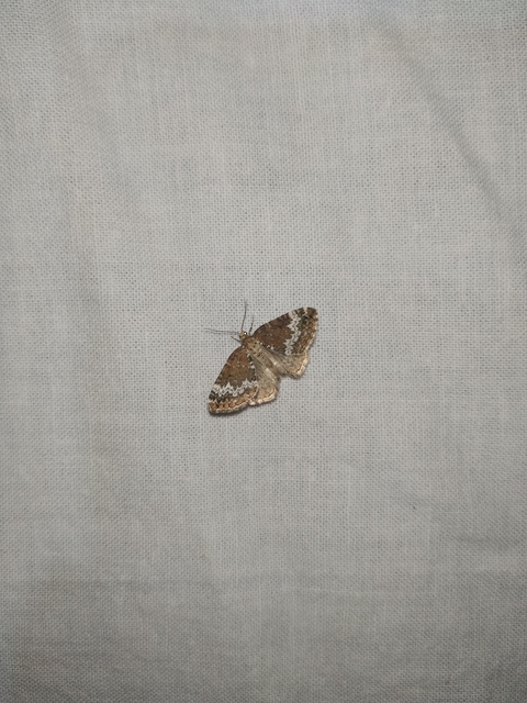 Perizoma alchemillata - árvacsalán-araszoló
