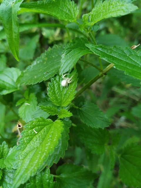 Heriaeus graminicola/hirtus