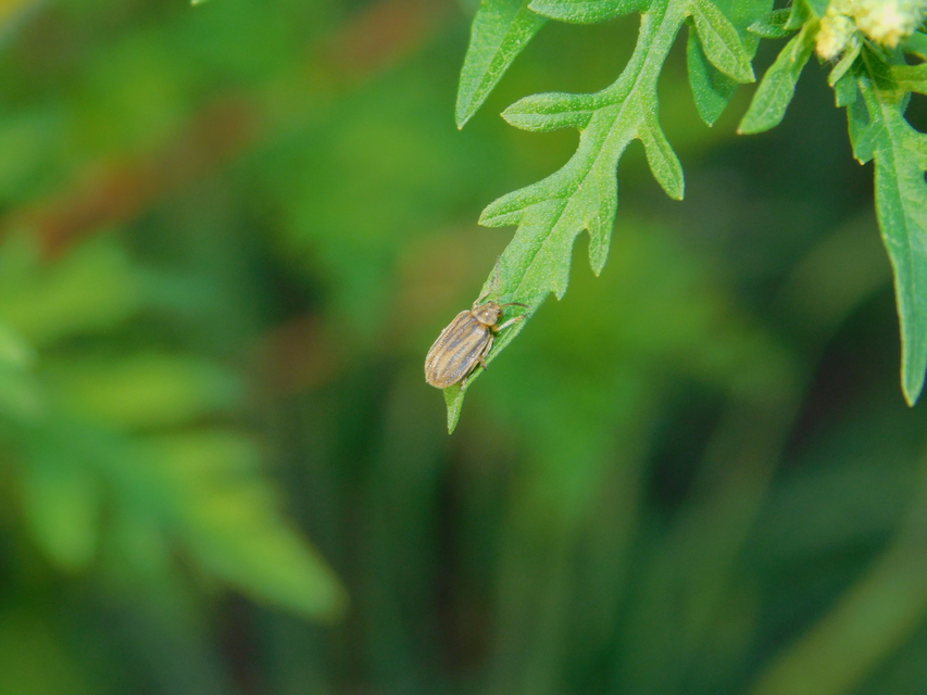 Ophraella communa - parlagfű-olajosbogár