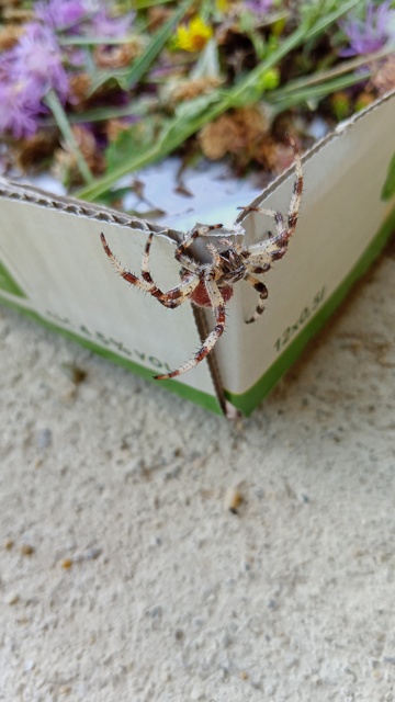 Araneus quadratus - négyes keresztespók