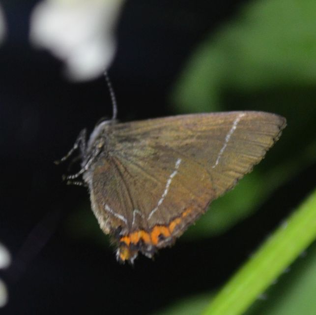 Satyrium w-album - szilfa-csücsköslepke