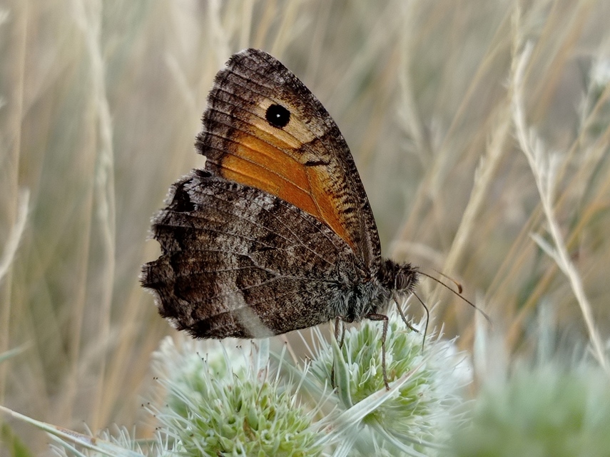 Arethusana arethusa - közönséges szemeslepke