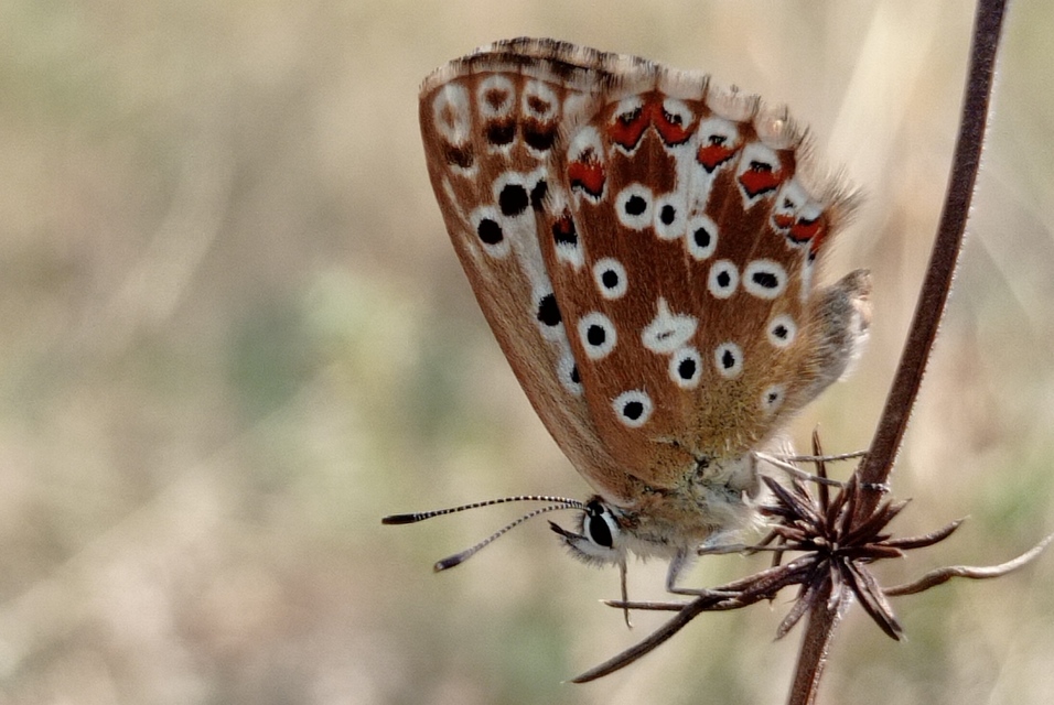 Polyommatus coridon - ezüstkék boglárka