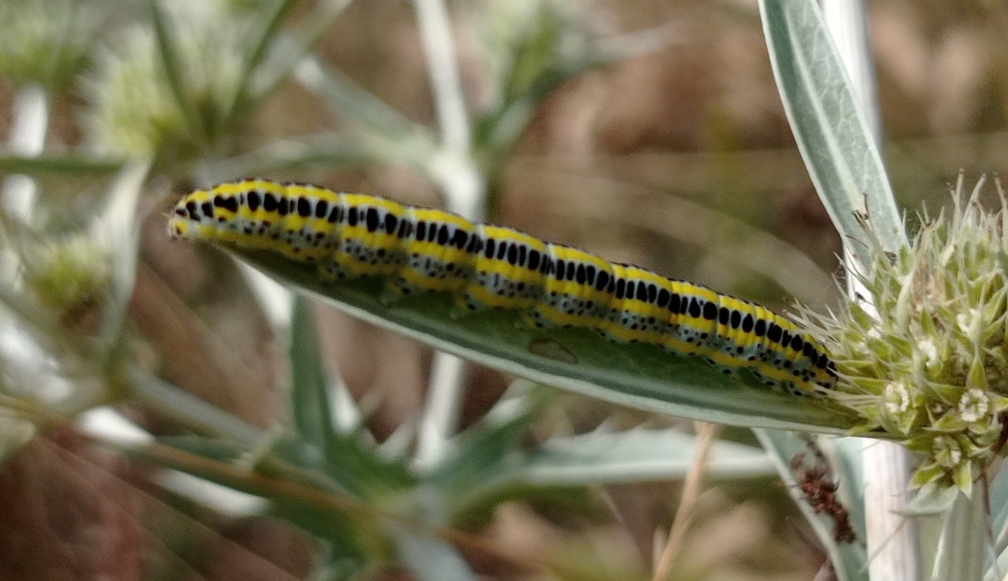 Calophasia lunula - gyújtoványfű-apróbagoly