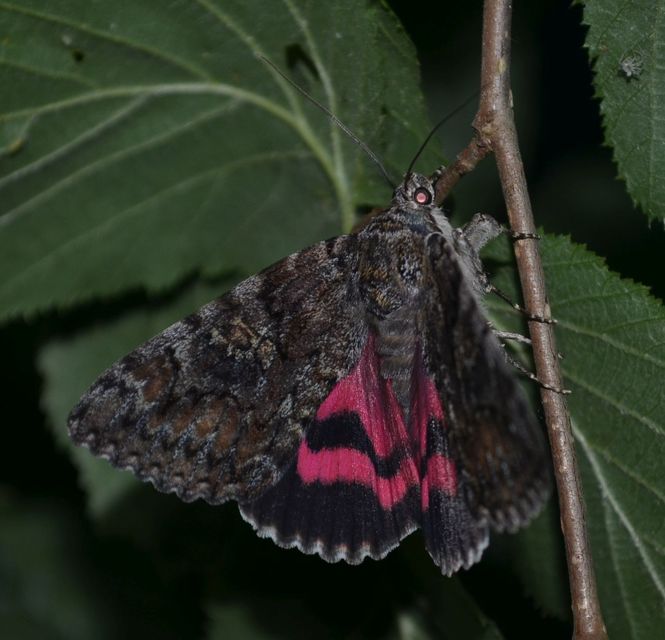 Catocala sponsa - tölgyfa-övesbagoly