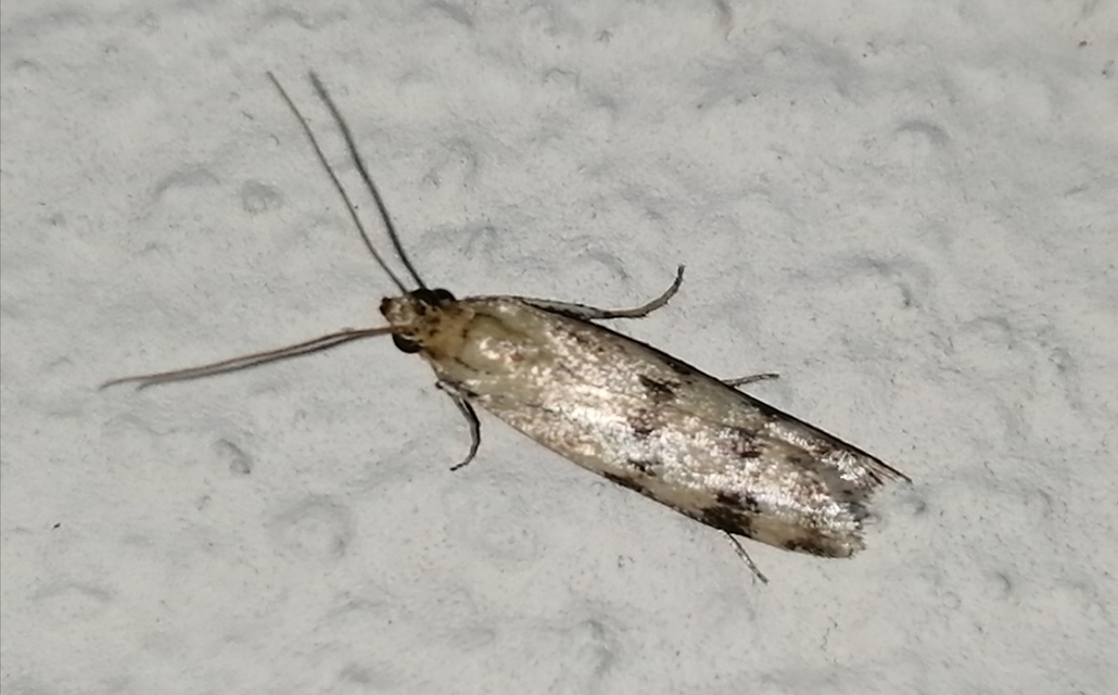 Homoeosoma sinuella - agyagsárga karcsúmoly