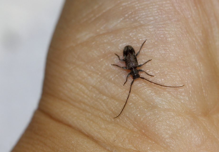 Exocentrus adspersus - tölgyfa-rőzsecincér