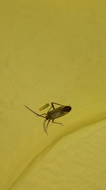 Adelphocoris lineolatus - lucernapoloska