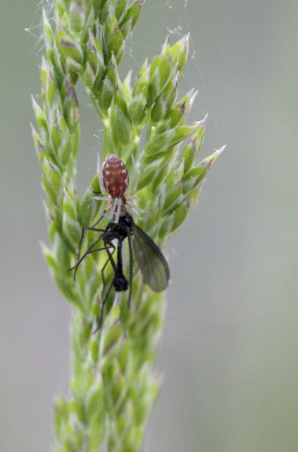 Nigma flavescens - vöröslő hamvaspók